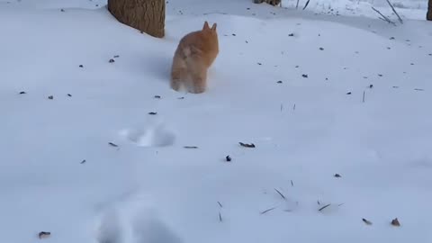 Rabbit walking in snow ❄️ #rabbit #animals #pets #viral