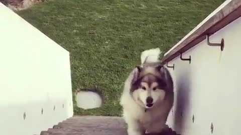 A dog that loves to climb stairs.