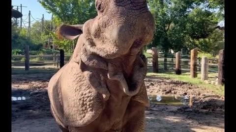 This rhino is covered in wrinkles