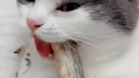 Cute Cat Eating Dry Fish ASMR