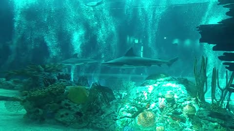 Shark tank TX State aquarium Corpus Christi