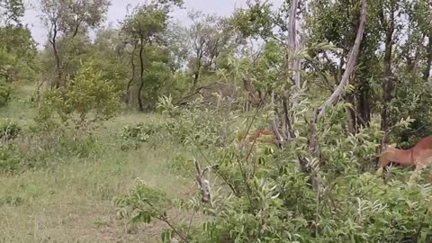 Impala_Rams_Fighting_Copyright_Free_Animal_Videos(720p)