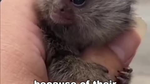 Pygmy Marmoset | The Finger Monkey