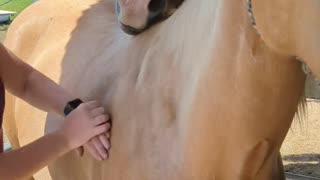 Horse Just Wants To Help