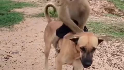 Monkey Funny Dog 😊😀😃😄😁