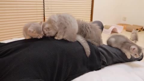 This cute kitten keeps meowing until it gives you sweets.