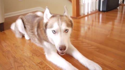 Stubborn Husky Absolutely Refuses To Go As Batgirl For Halloween