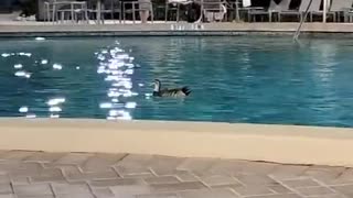 DUCK goes for a swim in hotel pool