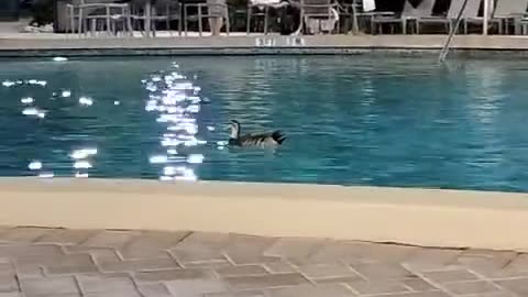 DUCK goes for a swim in hotel pool