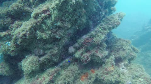 San Carlos Scuba Diving Trip Aug 2021 Day 1 - Martini Cove Dive 1