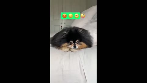 Dogs Funny moments