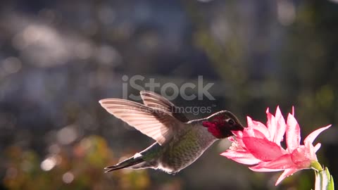 Hummingbird hovering in backlighting sunlight, slow motion and zoom in zooms out