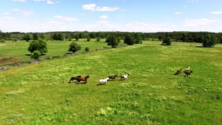 Clydesdale horses run free in meadow and roll with joy