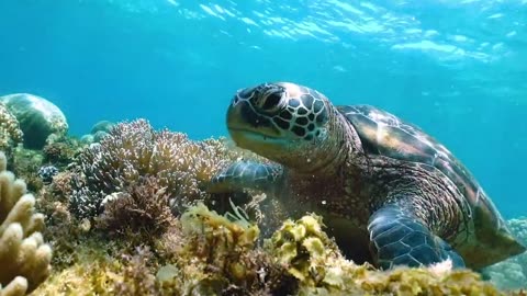 Why sea turtles are important