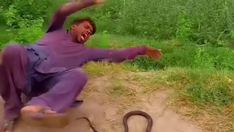 Snake attack