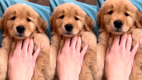 Soften Golden retriever puppy ever !