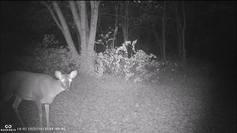 Backyard Trail Cams - Doe Loves the Camera