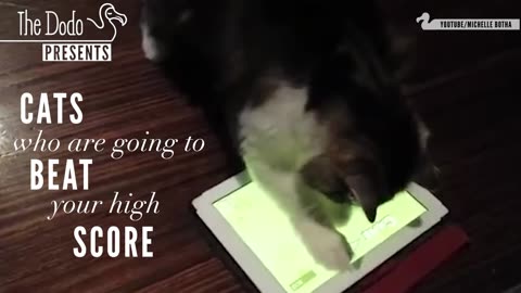 Cats vs iPads: These Cats Will Beat Your High Score | The Dodo