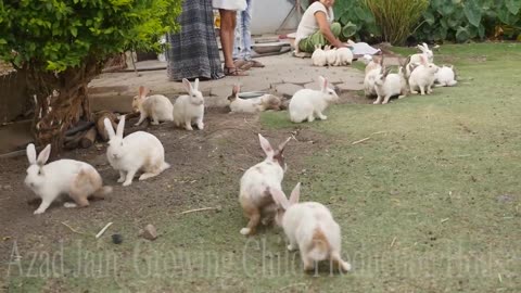 Cute Animal Rabbits as Pets Video