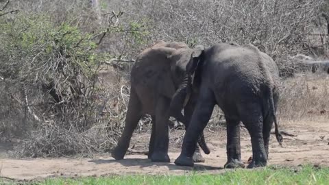 Young Elephants Practice Testing Their Strength