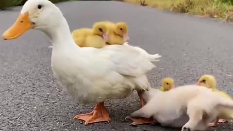 Mother duck protects the duckling