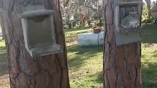 🐿️ Squirrel Cam 🐿️ Venus Ranch. Venus, Florida 🐿️