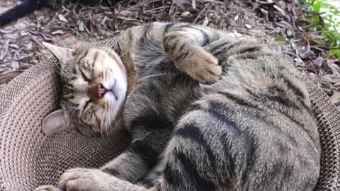 Sleep can also be a cat scratch board # pet