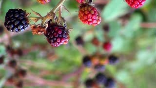 Blackberry Fruits #berry #blackberry