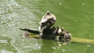 Funny birds; Mother Duck with Ducklings