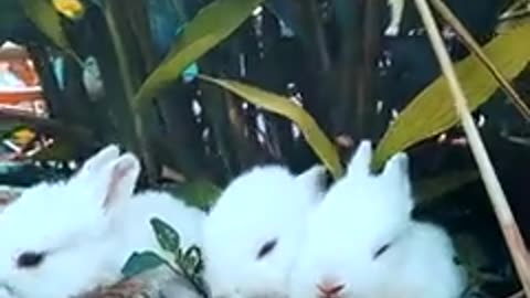 Little rabbits eating