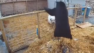 Pigs vs Bear