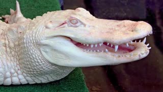 The Bizarre Albino Alligator