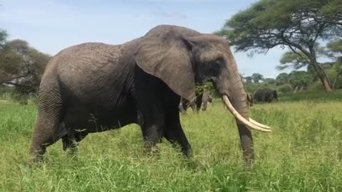 Elephant Eat