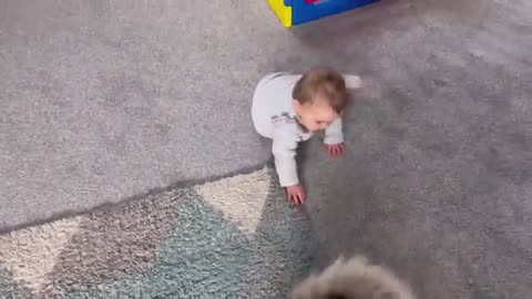 Baby CRAWLS To Her Husky For Attention Is The Cutest Thing Ever!