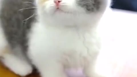 Baby Cat Videos Compilation