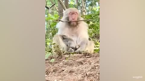 Laugh a Lot With The Funny Moments Of Monkeys