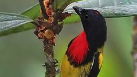 🌸 Discovering the Enchanting Cebu Flowerpecker 🐦 #NatureGems #BirdWatching