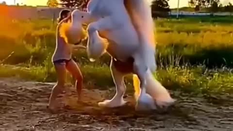 Horse Dabce Video Beautiful Horse funny house video