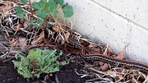 Garter Snake Tongue Flick