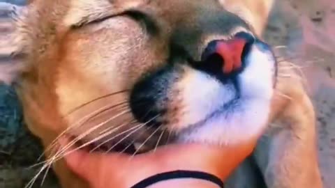 Big Cat Boops!