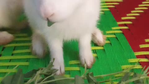 Eating grass rabbit