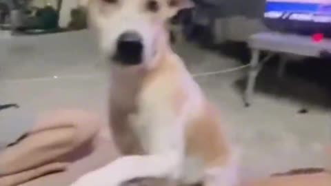 Funny dog video