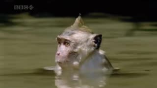 The crab-eating macaque (Javanese macaque) of asia