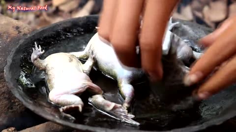 MY ORGANIC DIET: COOKING BULLFROGS FOR DELICIOUS FOOD #61: FIND AND CATCH BULLFROGS FOR FOOD