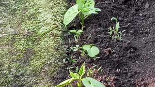 Growing green beans