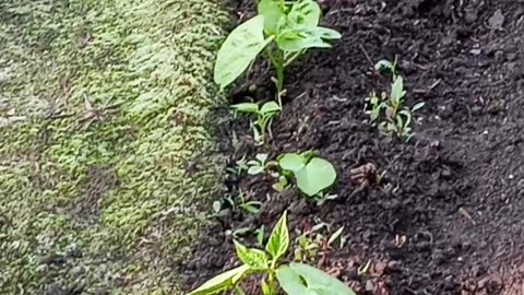 Growing green beans