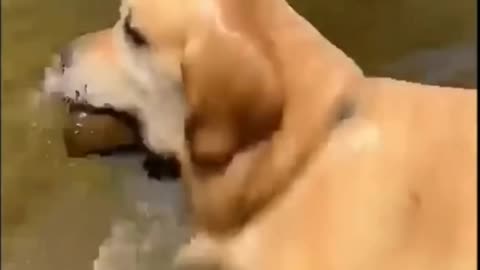 Dog Swimming In The Lake, Bites Something -Tiktok Dogs (#Funny #Animals #424)