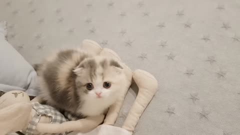 Cute Kitten with short legs