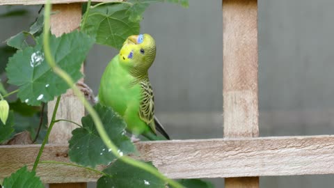 Budgerigar Bird Parrot Pet Animal Yellow Smal