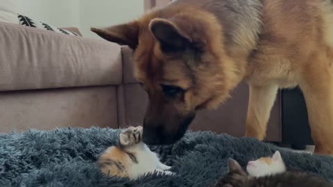 "German Shepherd's Bed Invasion: Tiny Kittens Take Over!"